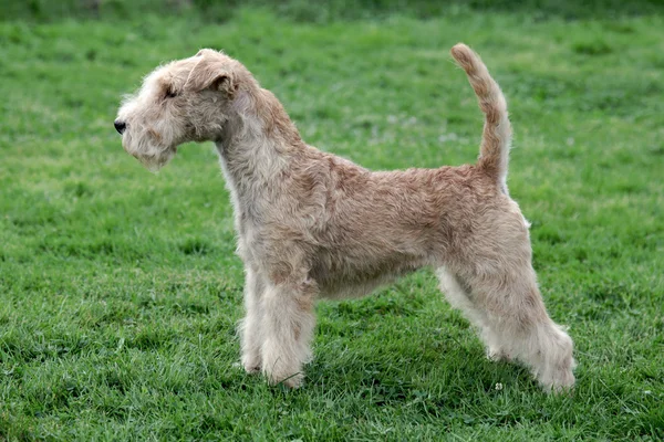 Tipikus Lakeland Terrier a zöld fű pázsit — Stock Fotó