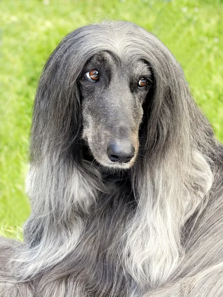 Cão afegão preto muito velho típico no jardim — Fotografia de Stock