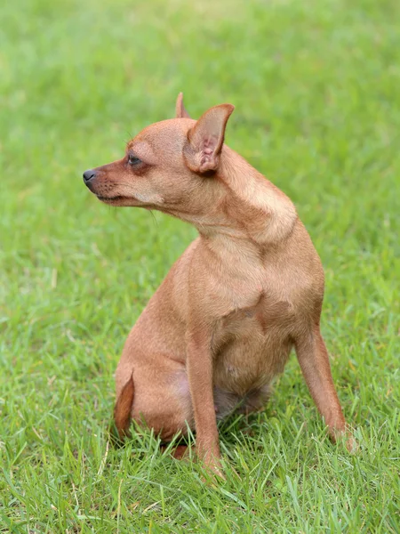 緑の草の芝生の上に典型的なプラハ レッド ハンター犬 — ストック写真