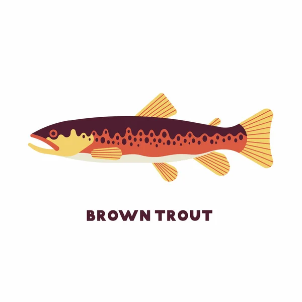 Векторная Иллюстрация Пресноводной Рыбы Brown Trout Salmo Trutta Белый Фон — стоковый вектор