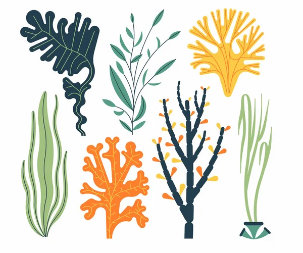 Conjunto Algas Marinas Ilustración Vectorial Aislado Blanco Plantas Marinas Algas — Archivo Imágenes Vectoriales