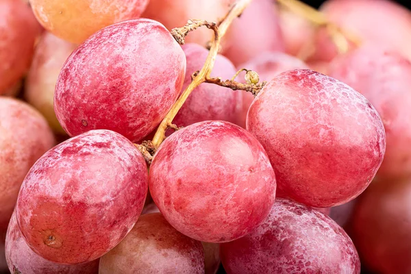 Foco Selectivo Bayas Racimo Uvas Rojas Maduras Concepto Fondo Alimenticio —  Fotos de Stock