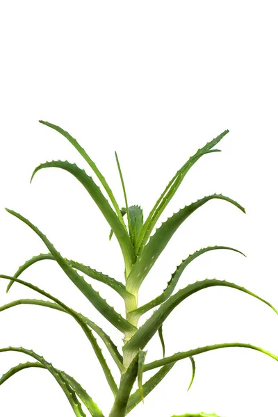 Aloë Vera Cactus Geïsoleerd Witte Achtergrond Gebruikt Kosmetologie Alternatieve Geneeskunde — Stockfoto