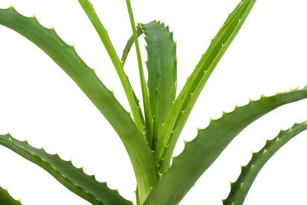 Close Van Aloë Vera Cactus Geïsoleerd Witte Achtergrond Gebruikt Kosmetologie — Stockfoto