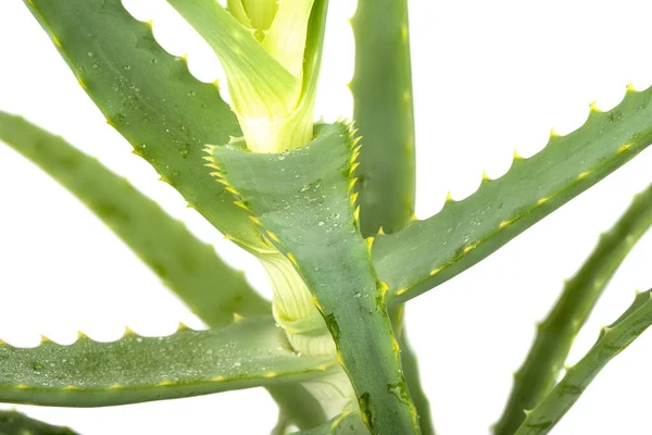 Aloë Cactus Bladeren Met Waterdruppels Geïsoleerd Witte Achtergrond Succulent Wordt — Stockfoto