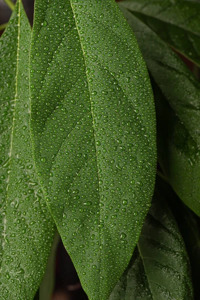 Närbild av avokado löv med vattendroppar. — Stockfoto