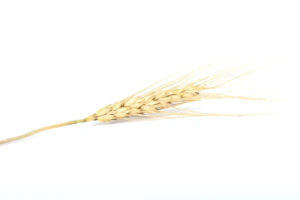 Stachel Aus Getrocknetem Weizen Auf Weißem Hintergrund Aus Nächster Nähe — Stockfoto