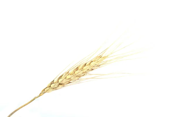 Top View Spikelet Dried Wheat White Background Copy Space — Stock Photo, Image