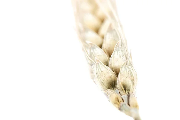 Який Акцент Шматочку Сушеної Пшениці Білому Тлі Копіювати Простір Макро — стокове фото