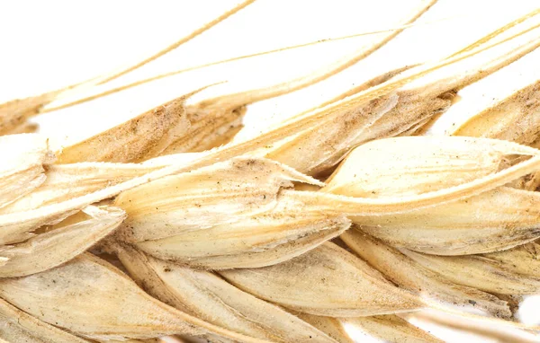 Макросхема Сухого Шматочка Пшениці Білому Тлі Насіння Пшениці Стеблі — стокове фото