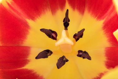 İçindeki lale çiçeğinin pistil ve stamen ile detayları.