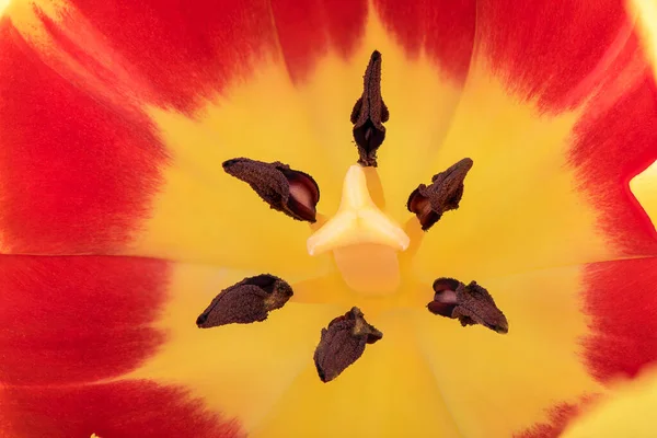 Detalhes da flor de tulipa interna com pistilo e estame. Imagem De Stock