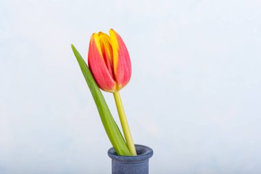 Sarı lale tomurcuğu ve yeşil yaprak ile kırmızı açılıyor.