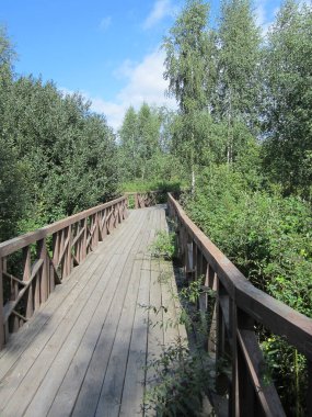 Huş ağaçları ve çalılar halka açık bir parkta ahşap bir çevre yolunun yanında. Yürüyüş için tahta döşeme.