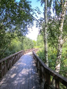 Huş ağaçlarının gölgesi halka açık bir parktaki ahşap bir çevre yolunda. Yürüyüş için tahta döşeme.