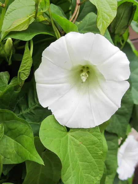 Witte Bloem Van Wilde Planten Bindgras Het Centrum Omgeven Door — Stockfoto