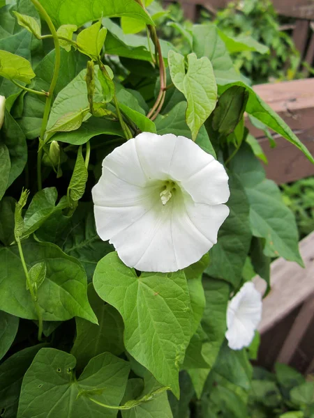 Bindweed Plant Met Witte Bloemen Een Houten Hek Wilde Bloemen — Stockfoto