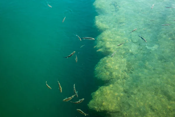 A flock of fish in green water in shallow water near the shore.