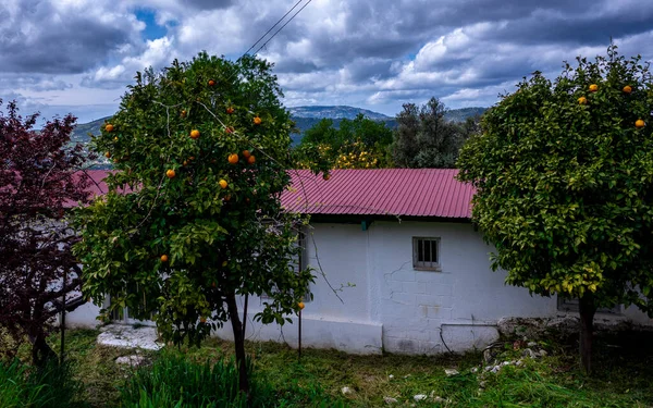 Cítricos Pequeño Pueblo Parte Montañosa Isla Chipre Principios Primavera —  Fotos de Stock