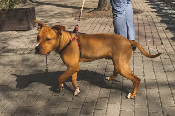 Ein Roter Staffordshire Terrier Der Rasse American Staffordshire Terrier Geht — Stockfoto