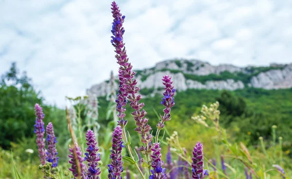 Bir dağ manzarasının arka planında çiçek açan adaçayı.