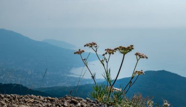 Deniz kıyısındaki bir uçurumun kenarında yabani bir çiçek..