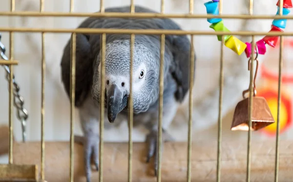 Large gray parrot of the Jaco breed in a cage.