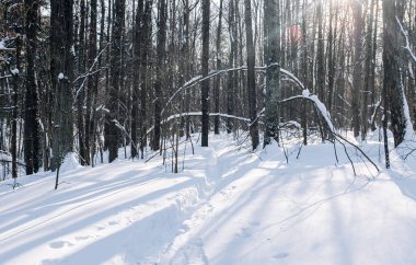 Açık güneşli bir günde, kış ormanındaki ağaç gövdeleri..