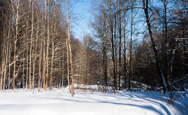Troncos Árvores Floresta Inverno Dia Ensolarado Claro — Fotografia de Stock