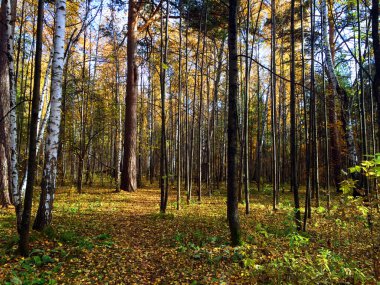 Güzel bir sonbahar ormanı Sabah huş ağaçları