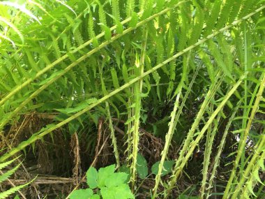 Close-up view of green fern plants growing on the summer field