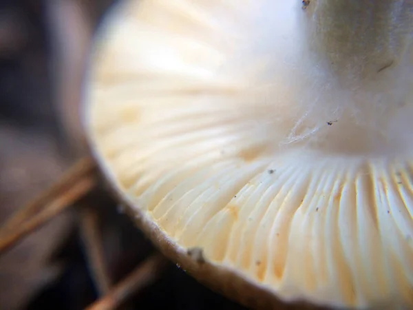Defokussierte Winzige Weiße Pilzteller Makrofoto Naturwald Für Mystischen Märchenhintergrund — Stockfoto