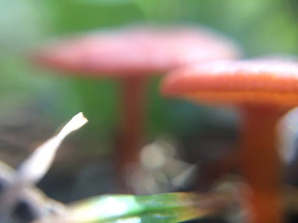 Desfocado Minúsculo Vermelho Cogumelos Macro Foto Floresta Natural Para Fundo — Fotografia de Stock