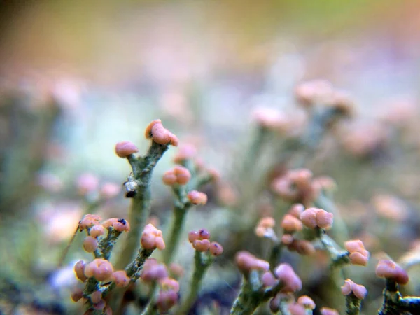 Lichen Close Fundo Com Abstrato Belas Folhas Plantas Macro — Fotografia de Stock