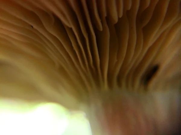 Placas Cogumelos Brancos Minúsculos Desfocados Macro Foto Floresta Natural Para — Fotografia de Stock