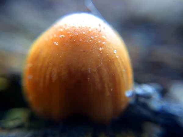 Defokussierte Winzige Braune Pilze Makrofoto Natürlichen Wald Für Mystischen Märchenhintergrund — Stockfoto