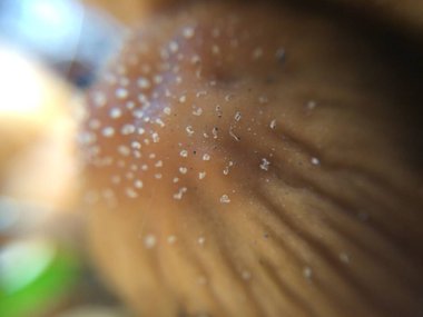 Mistik masal arka planı için doğal ormandaki küçük kahverengi mantarların çözünmüş makro fotoğrafı