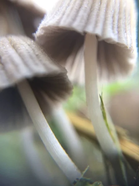 Defocused Tiny Grey Mushrooms Macro Photo Natural Forest Mystical Fairytale — Stock Photo, Image