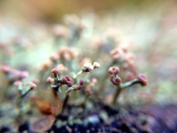 Lichen Close Background Abstract Beautiful Macro Plant Leaves — Stock Photo, Image