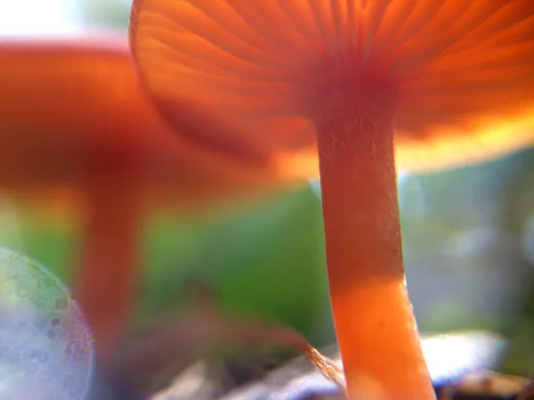Desfocado Minúsculo Vermelho Cogumelos Macro Foto Floresta Natural Para Fundo — Fotografia de Stock