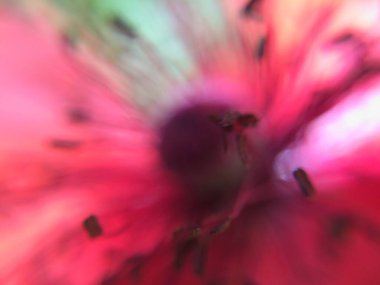 Arka plan için kırmızı haşhaş çiçekli bulanık makro fotoğraf. Yumuşak taç yaprakları, tohum kapsülü ya da bohça, erkeklik organları ve yumuşak kırmızı renkte tokmak.