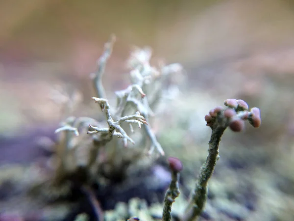 Lichen Close Fundo Com Abstrato Belas Folhas Plantas Macro — Fotografia de Stock