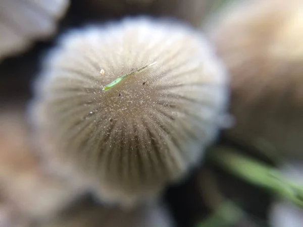 Gedeocaliseerde Kleine Grijze Paddenstoelen Macro Foto Het Natuurlijke Bos Voor — Stockfoto