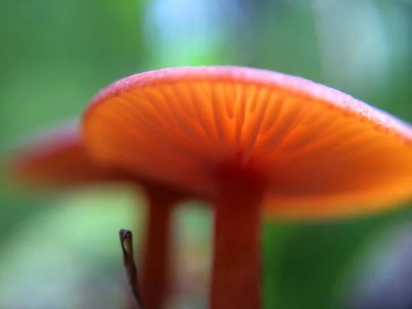 Gedeocaliseerde Kleine Rode Paddenstoelen Macro Foto Het Natuurlijke Bos Voor — Stockfoto