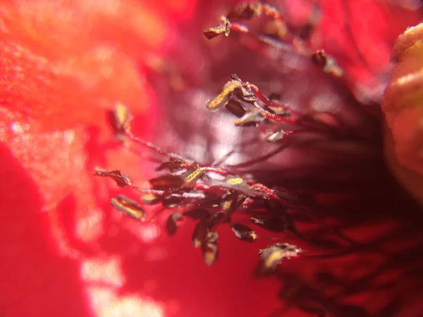 Unscharfes Rotes Mohnblumen Makrofoto Für Hintergrund Mit Zarten Blütenblättern Samenkapsel — Stockfoto