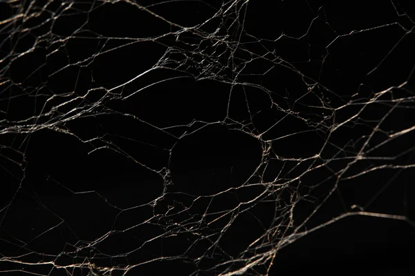 Scary Spider web Texture — Stock Photo, Image