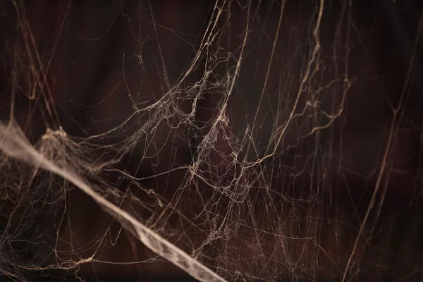 Textura de tela de araña asustadiza — Foto de Stock