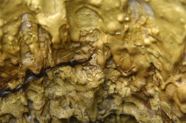 Ağaç doku makro çekim