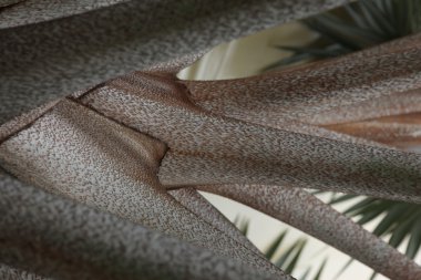 Ağaç doku makro çekim