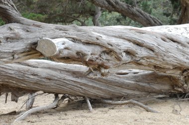 Ağaç doku makro çekim